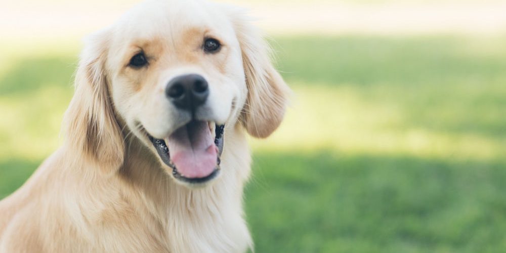 pet health insurance in Finlayson, Hinckley or Mora STATE | Town and Country Insurance